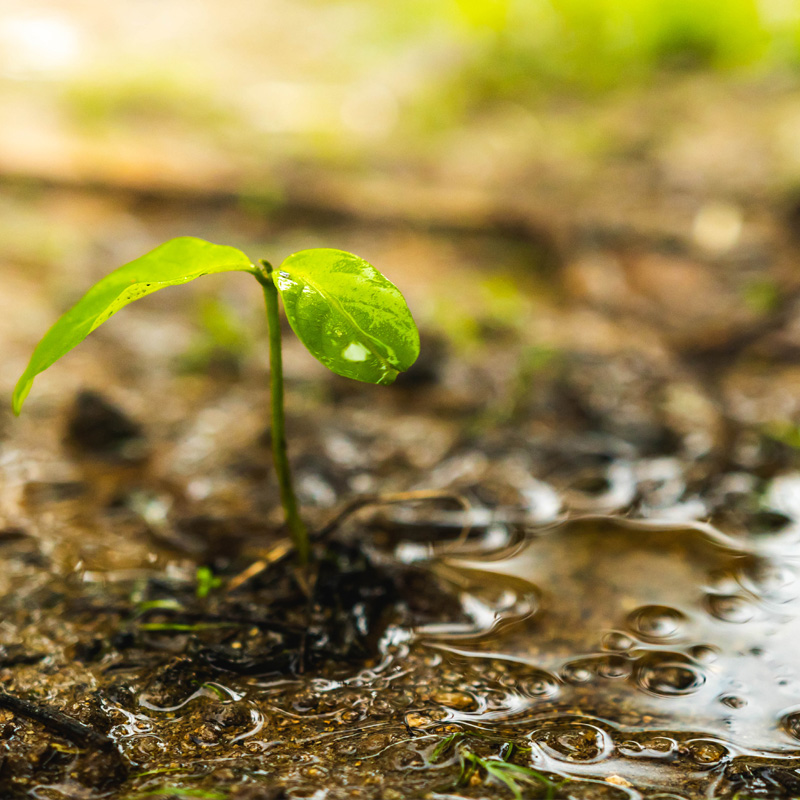 soil_water